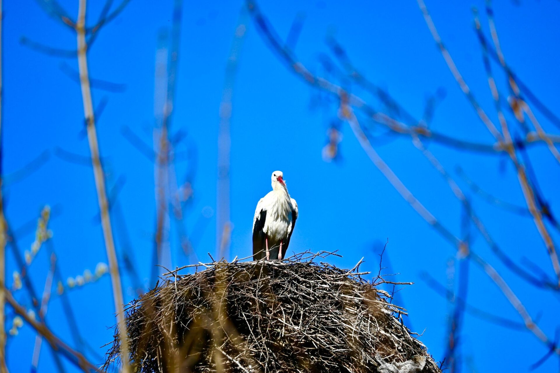 Pierwsze bociany już wróciły! [ZDJĘCIA, WIDEO]