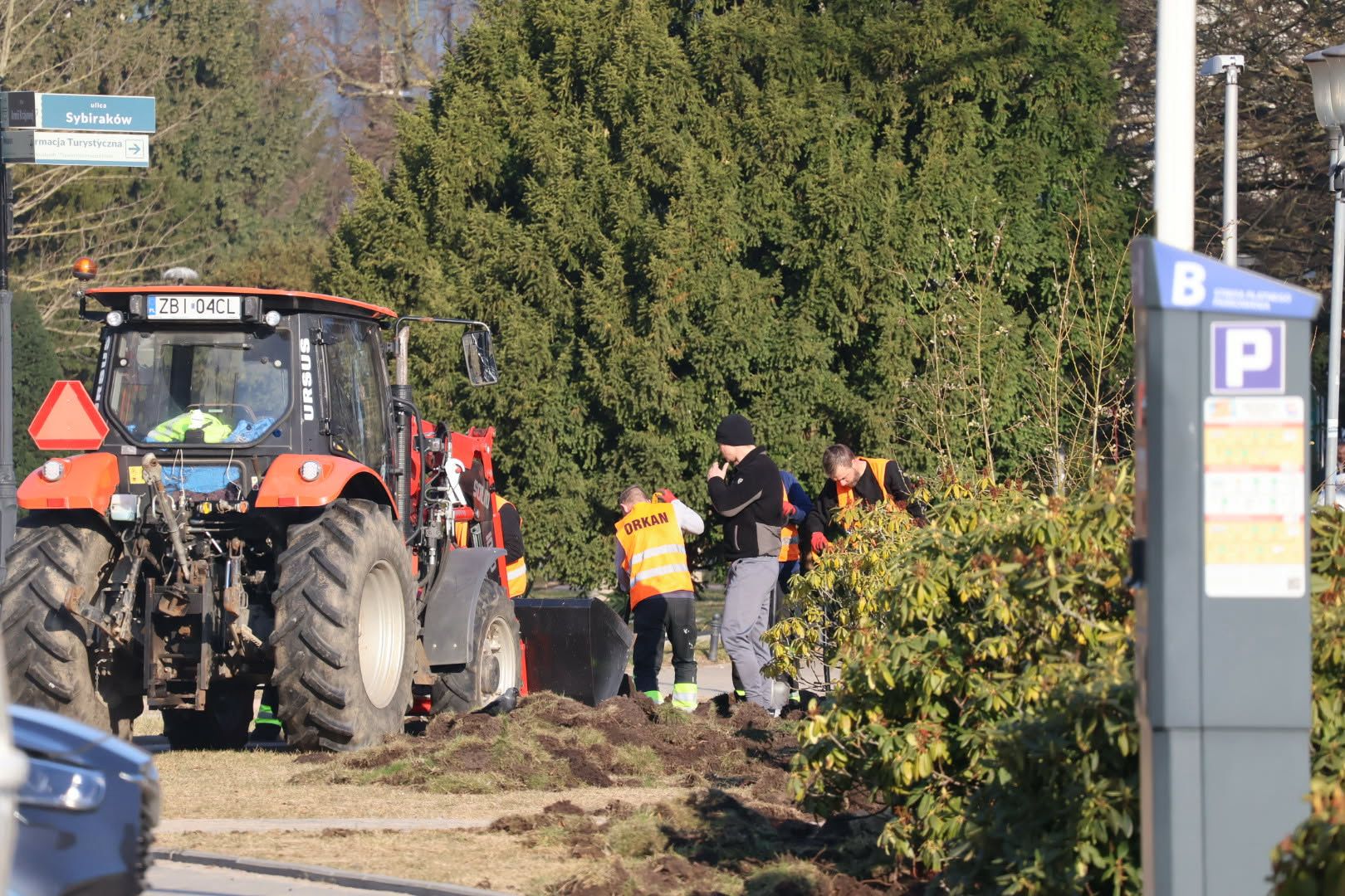 Nowe nasadzenia przy ul. Armii Krajowej – róże i pierisy na rabatach